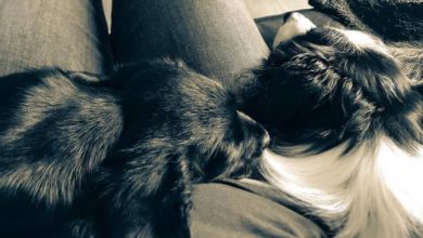 SCAS launches human-animal bond research scheme