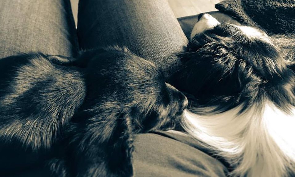 SCAS launches human-animal bond research scheme