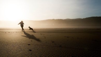 The Kennel Club welcomes Cornwall Council’s new dog-friendly rules