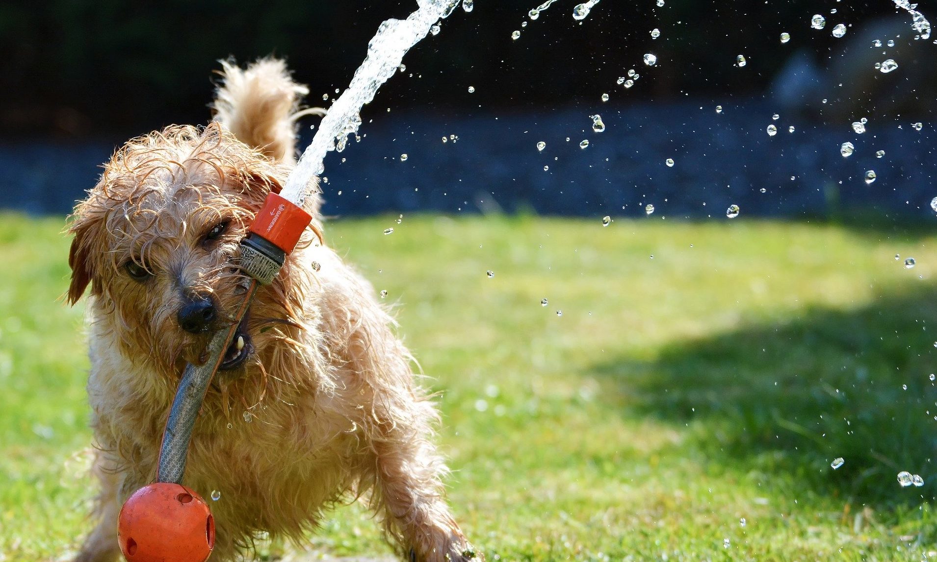 Southampton is the UK’s most ‘pet-friendliest’ city, study suggests