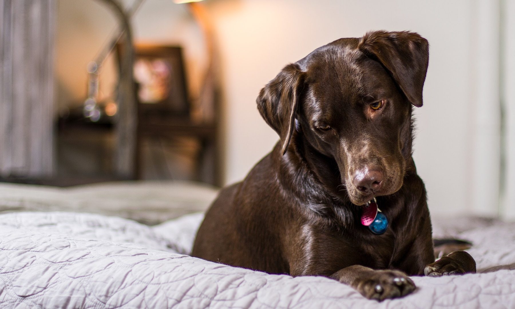 Pet owners turn to Google for advice on their pets’ mental health