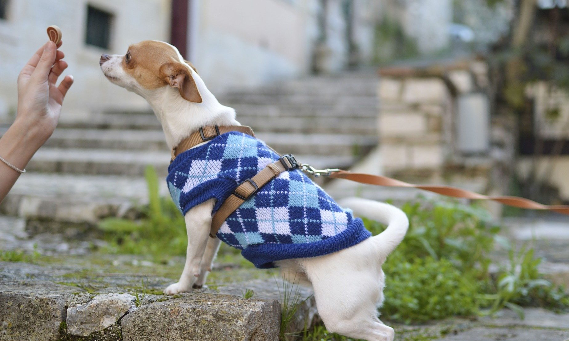 Over 30% of dog owners believe plant-based diet is better for dogs