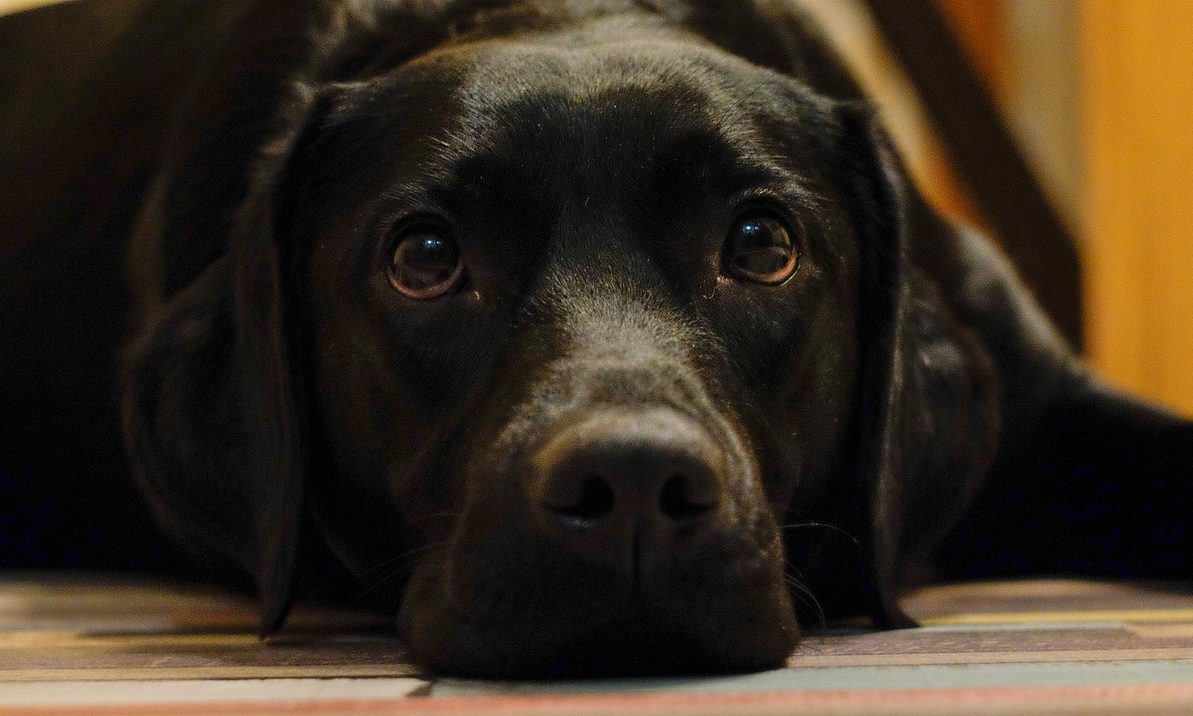 Cheshire Police warn of rise in pet scams during coronavirus pandemic