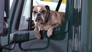 UK laws dog owners may not be aware of