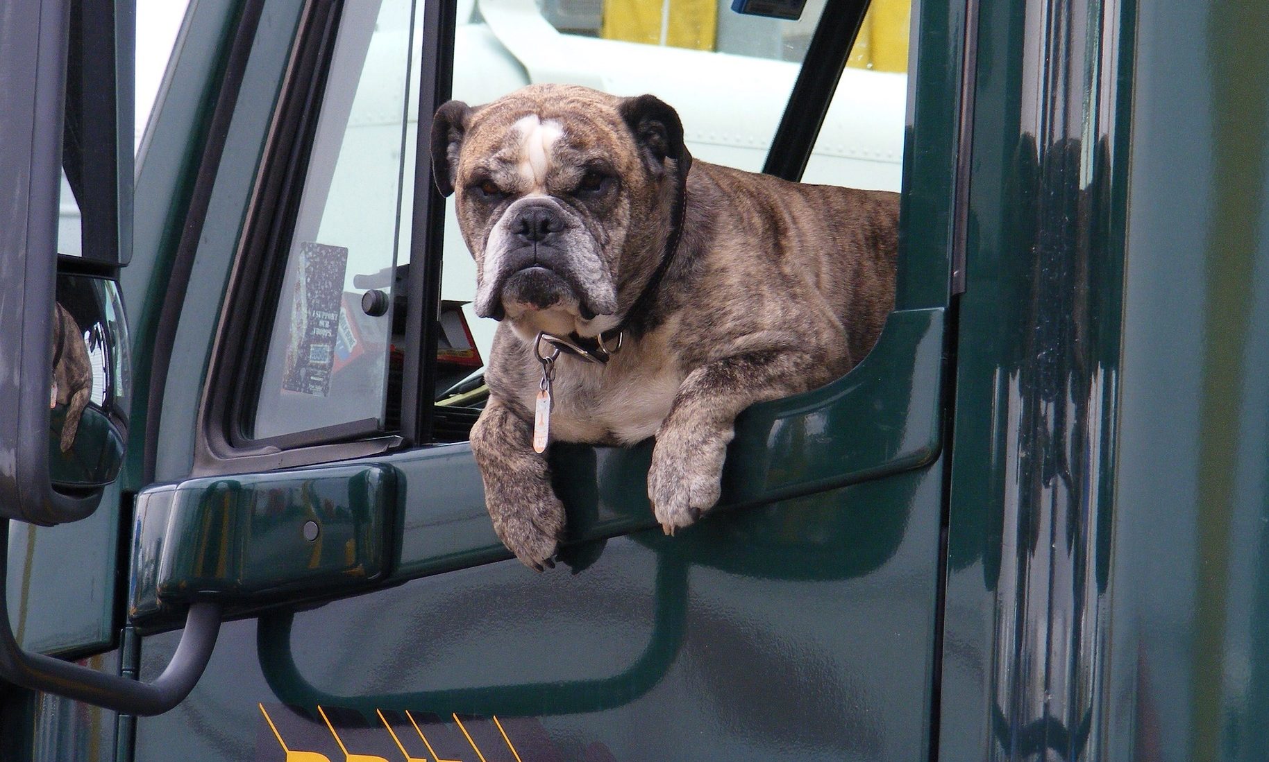 UK laws dog owners may not be aware of