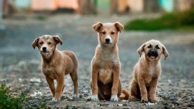 22% of pet owners regret choosing their pets breeds, study finds