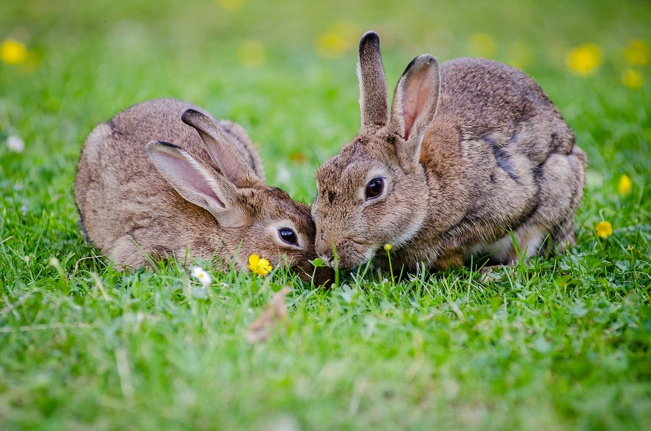 Pets at Home stops sale and adoption of rabbits this Easter