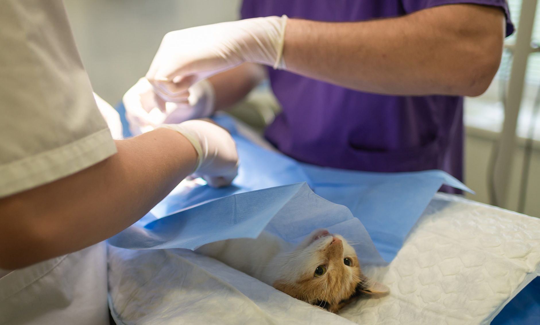 New immigration rules leave a big question mark for vets, says BVA