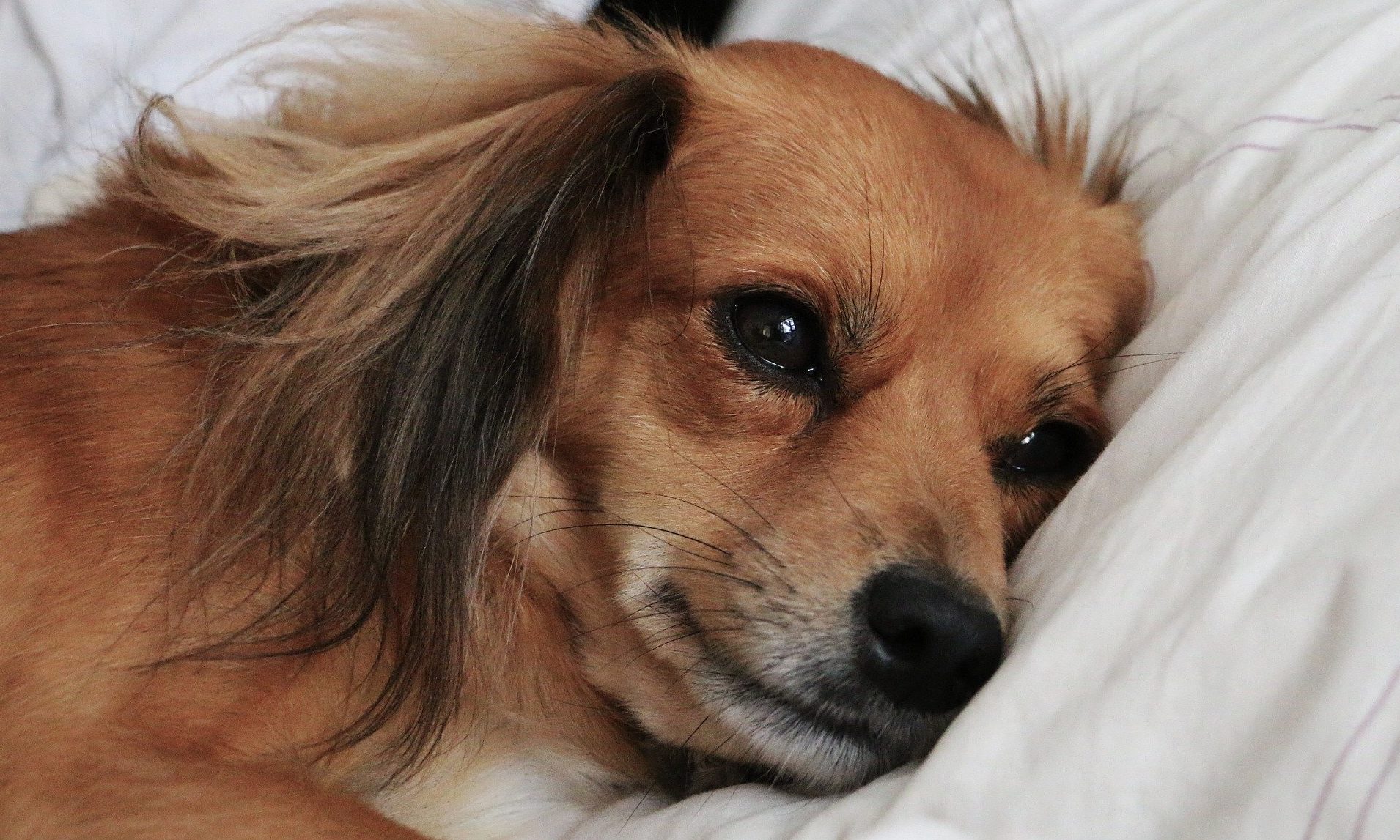 Ceva Animal Health to launch ‘Pet Anxiety Month’ campaign