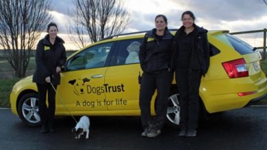 Dogs Trust implements new measures amid Covid-19 outbreak