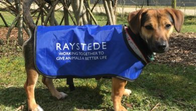 Covid-19: Raystede Animal Shelter forced to halt services