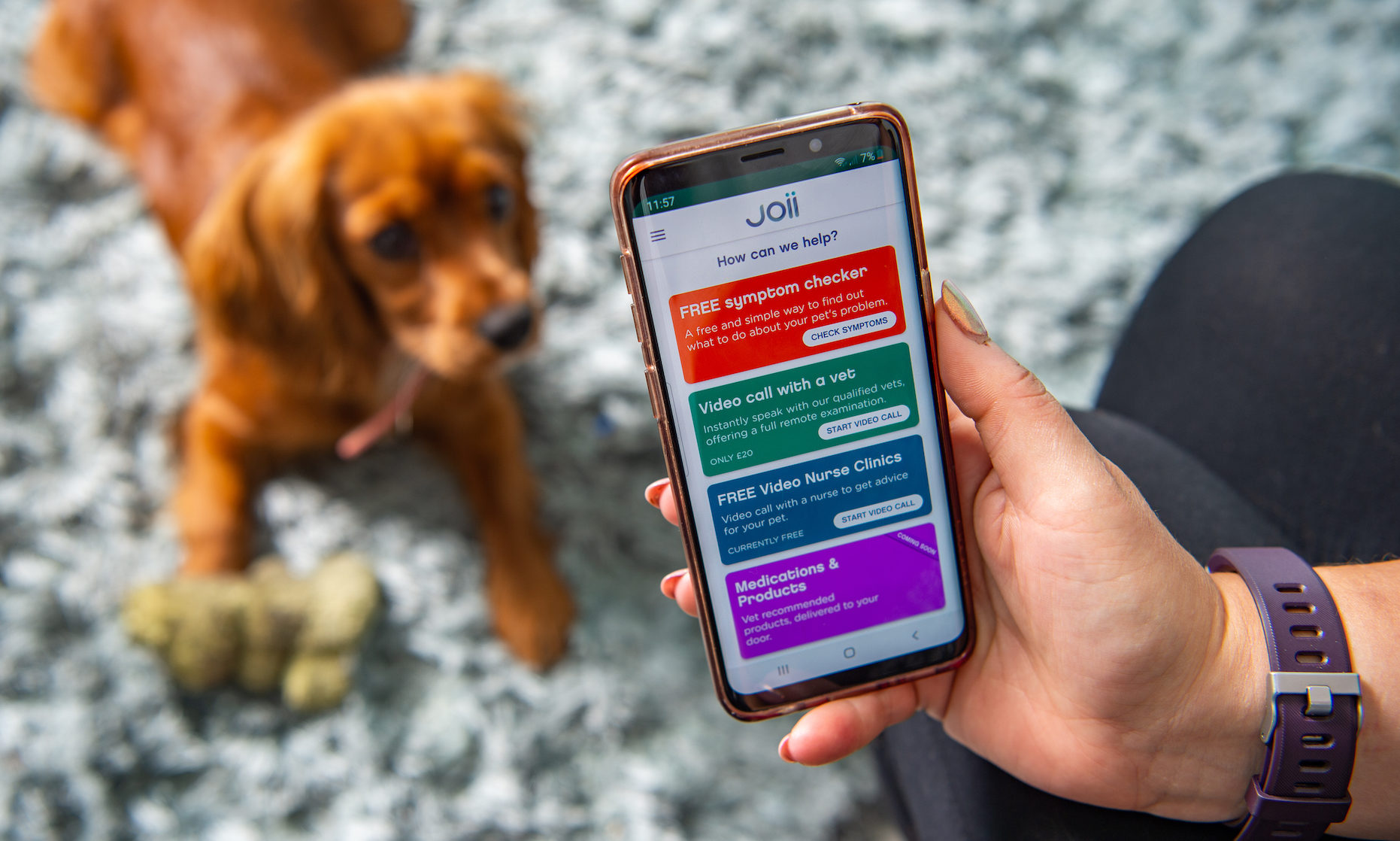 Joii offers advice to dog owners after dog tests positive to coronavirus