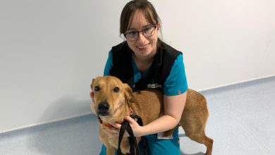 Vets urge dog owners to be ‘extra vigilant’ on checks on imported animals