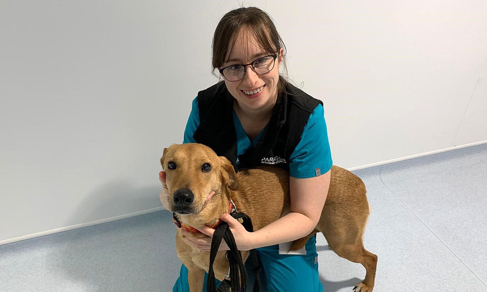 Vets urge dog owners to be ‘extra vigilant’ on checks on imported animals