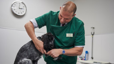 Vet urges pet owners to be aware of malnutrition