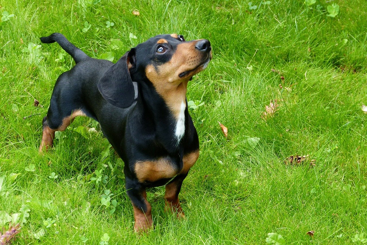BVA issues warning over dachshund health problems