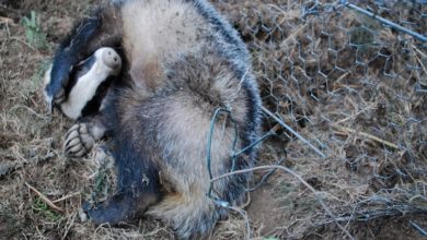 Charity urges public to report snare traps
