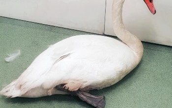 RSPCA officer attacked during swan mission