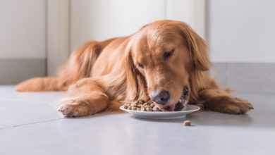 Online pet store triples workforce