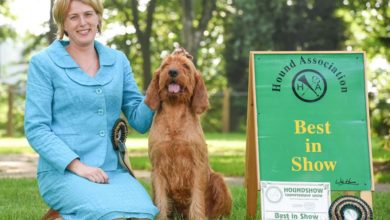 Houndshow 2020 cancelled amid pandemic