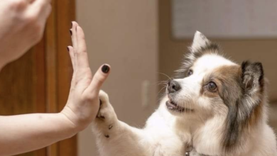 Six ways to keep your dog healthy amid coronavirus pandemic