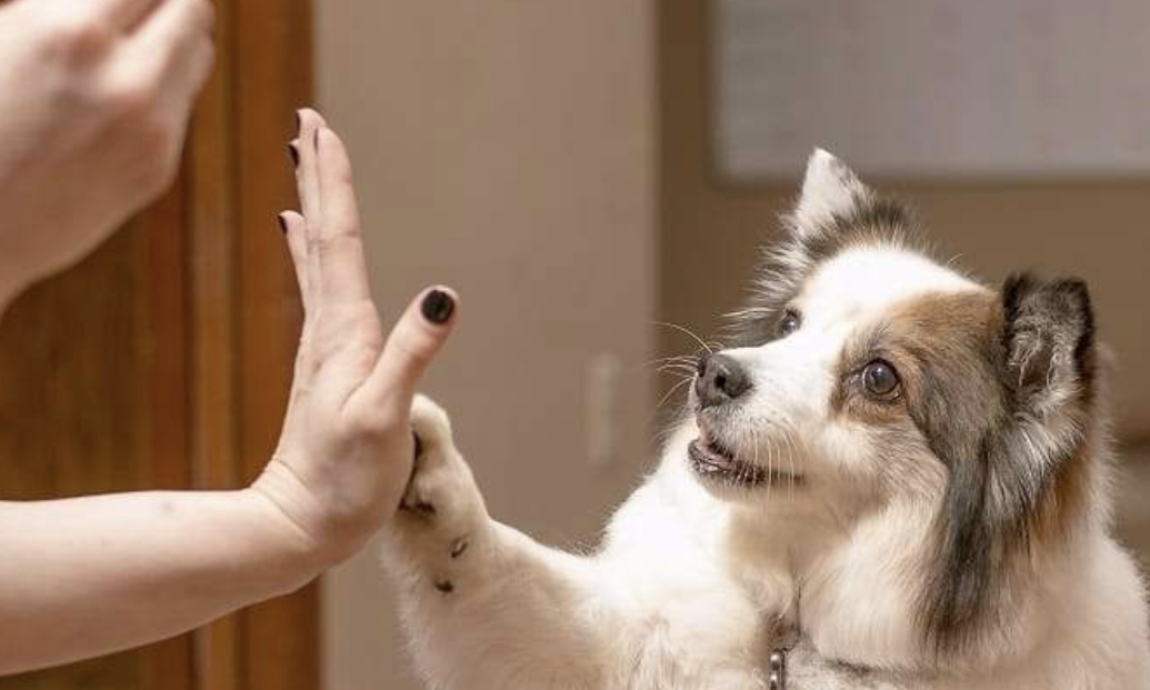 Six ways to keep your dog healthy amid coronavirus pandemic