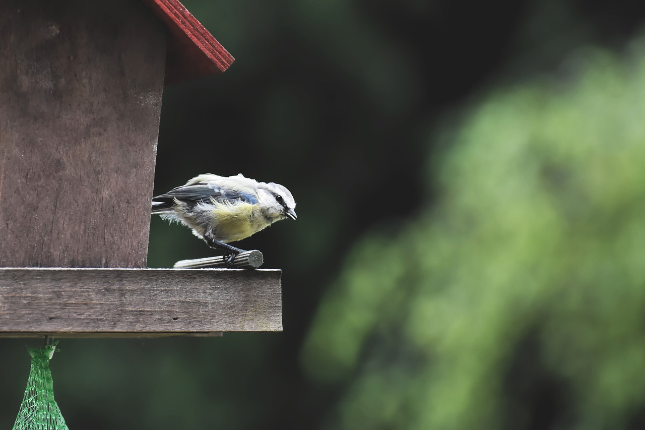 PFMA notes ‘substantial rise’ in bird food sales