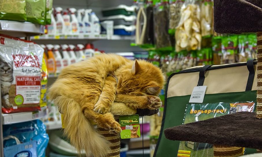 Pet shop licences may be extended, says PIF
