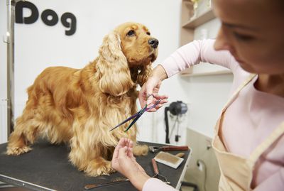 k9 groomers