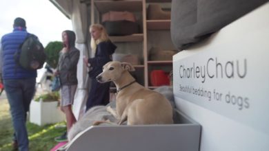 Charley Chau Opens ‘Emergency Dog Supplies’ Store