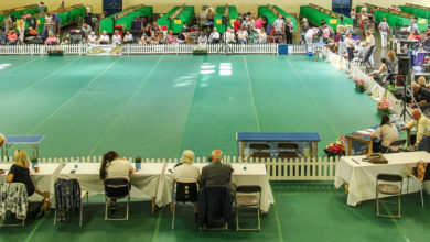 Five-day Peterborough dog festival cancelled