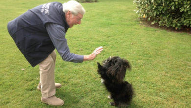 Lintbells launches #RescueYourRescue fundraiser