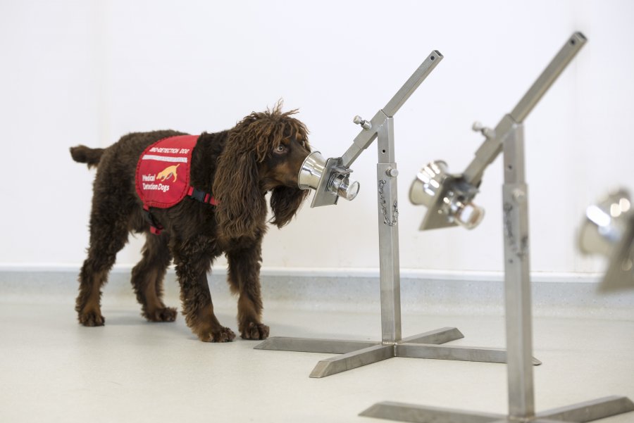 Government pledges support to Covid-19 detection dogs trial