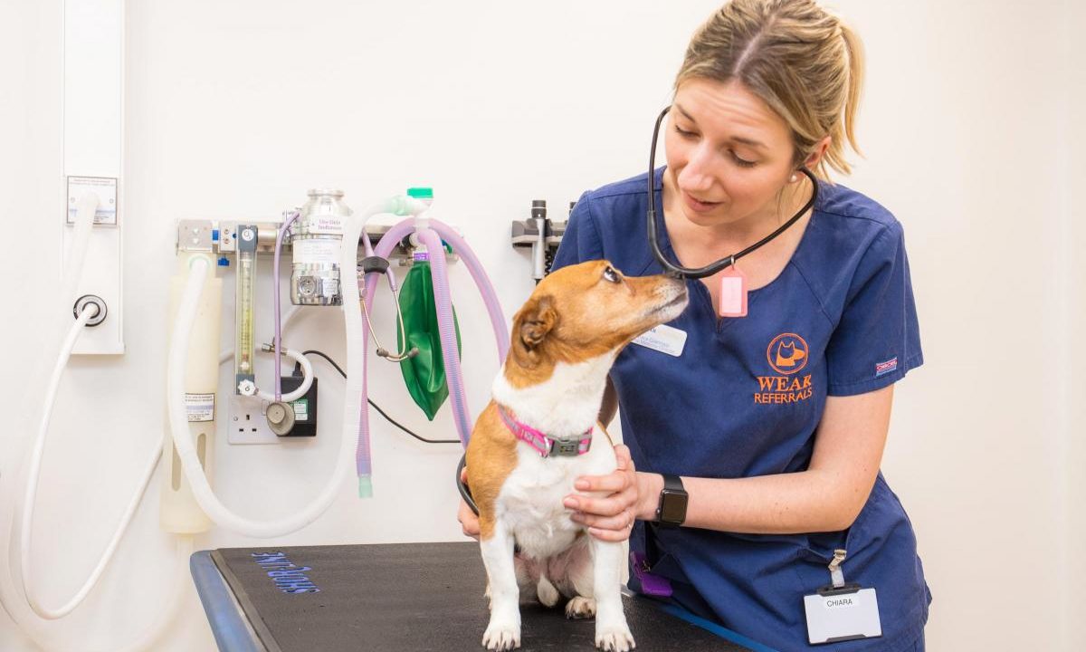 Vets offer video examination tips for pet owners amid lockdown