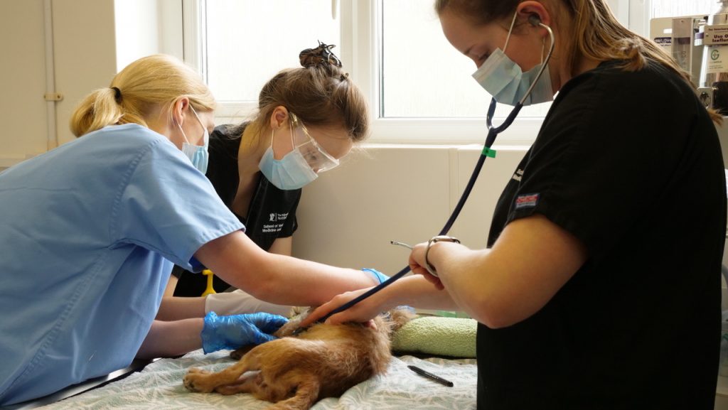 RSPCA hospitals treat 5,495 emergencies during lockdown