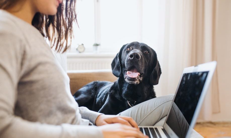 Dogs at risk of separation anxiety once lockdown is over