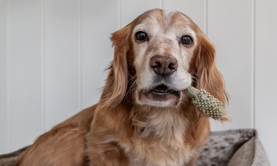 Nylabone launches Nutri Dent brand in UK