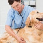 19% of pet owners face unexpected vet bills, new data shows