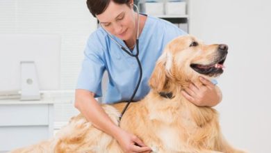 Vet market grows as pet ownership continues to increase