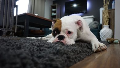 What is canine cabin fever & how can you spot it?