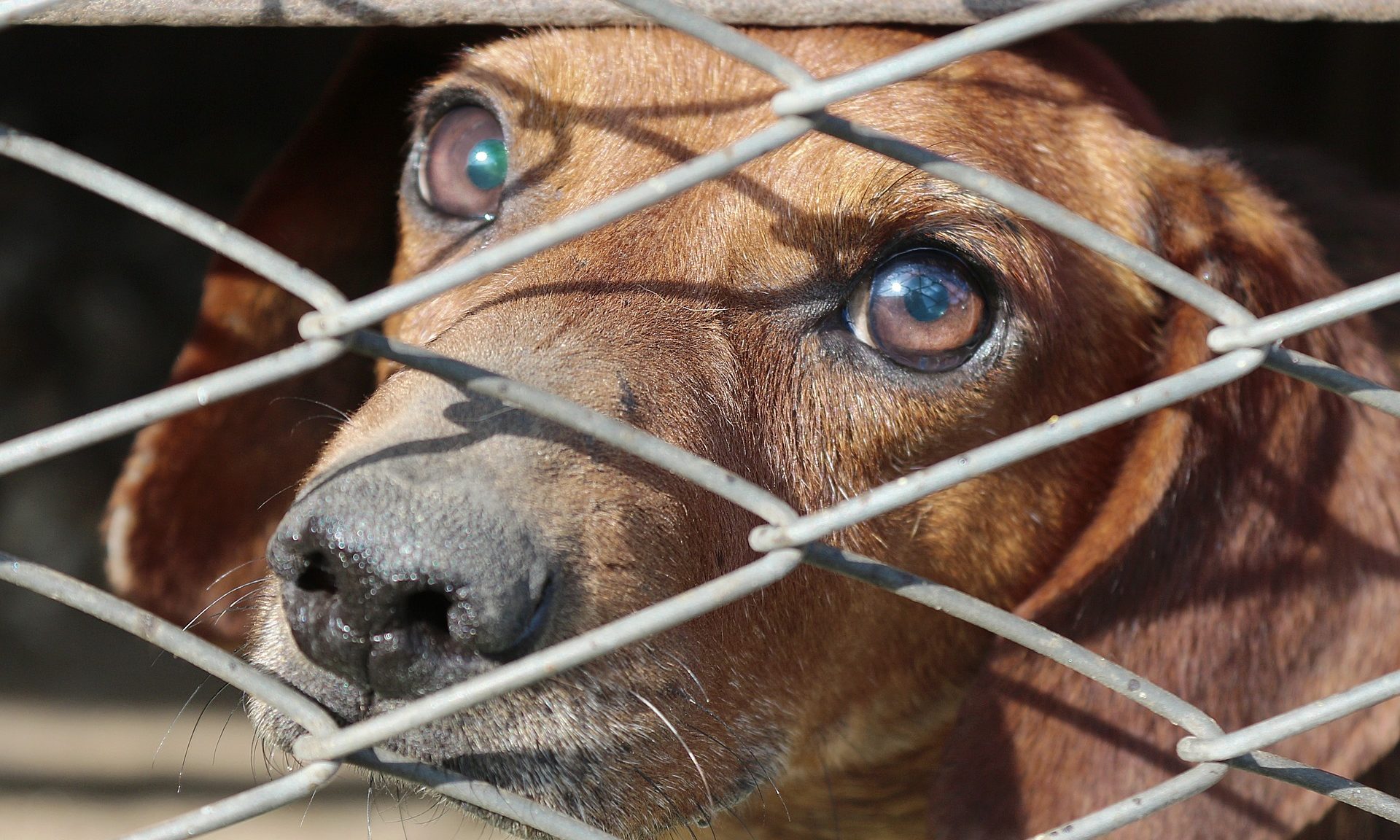 Battersea welcomes progress of Scottish Bill to introduce five-year sentences for animal cruelty