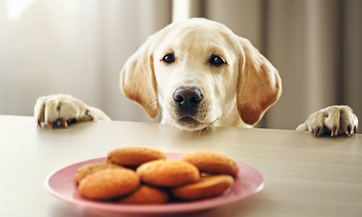 Pet Media Group acquires Italian pet site