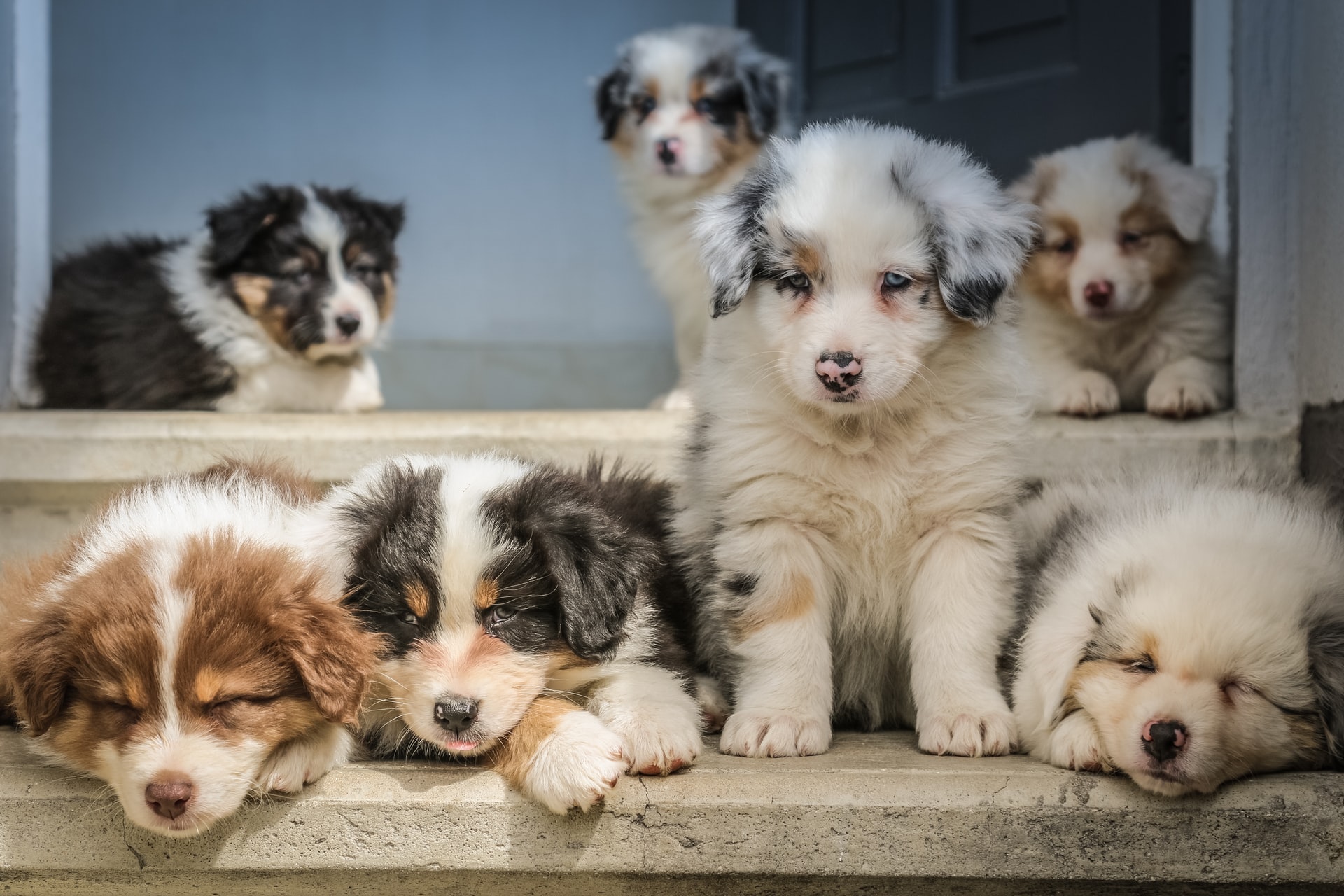 One in four ‘impulse bought’ puppies during lockdown
