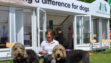 Kennel Club Charitable Trust reopens relief fund