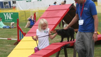 Young Kennel Club Summer Camp cancelled