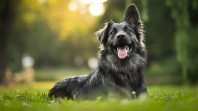 Top tips for healthy skin and coat in pets