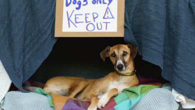 Dogs Trust Ireland launches annual ‘Be Dog Smart’ campaign