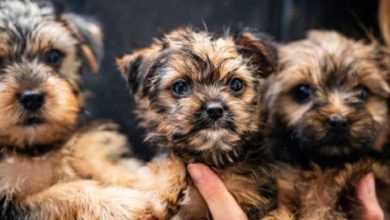 Dogs Trust advises public against being ‘#Dogfished’