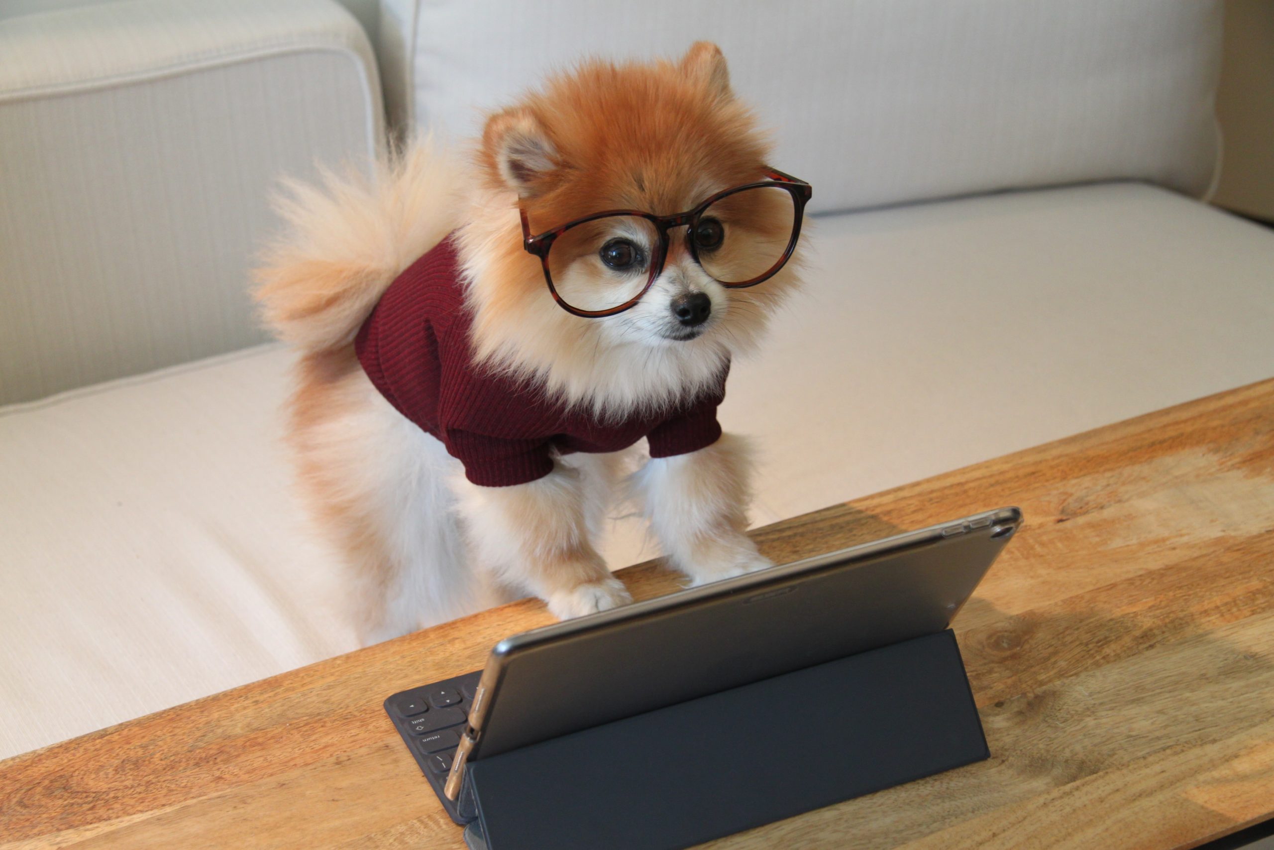 How your pet business can get the most out of PPC marketing as consumer trends shift