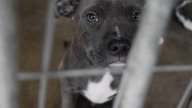 SSPCA urges public not to buy pets online after pups seized in port raid